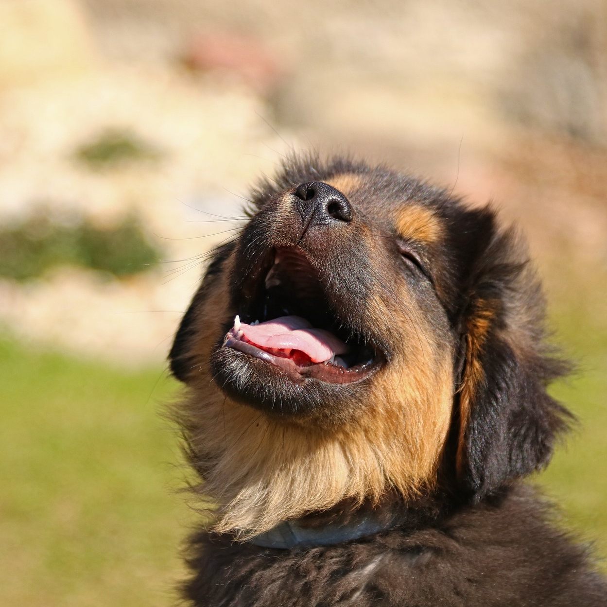 Hunde erdulden die Tollpatschigkeit von Menschen eher als unsere Foppereien.