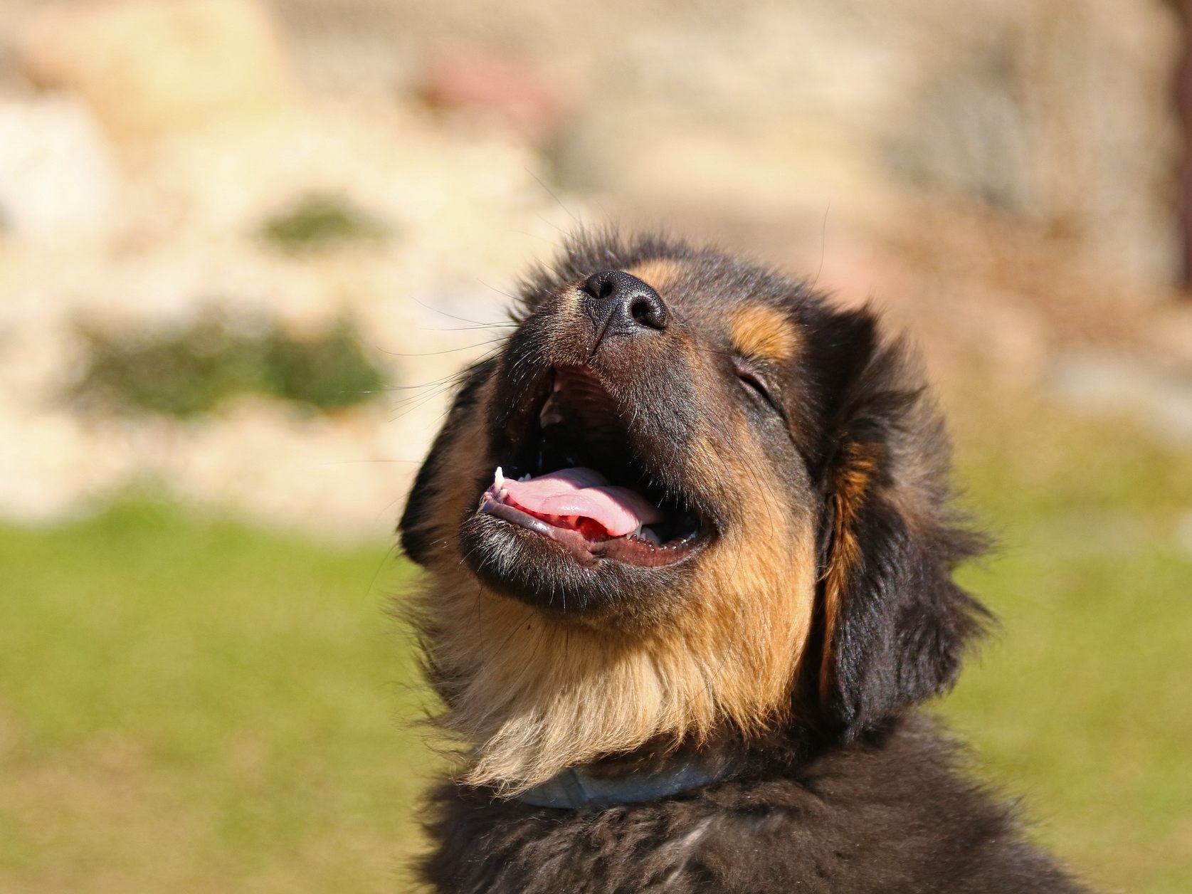 Hunde erdulden die Tollpatschigkeit von Menschen eher als unsere Foppereien.