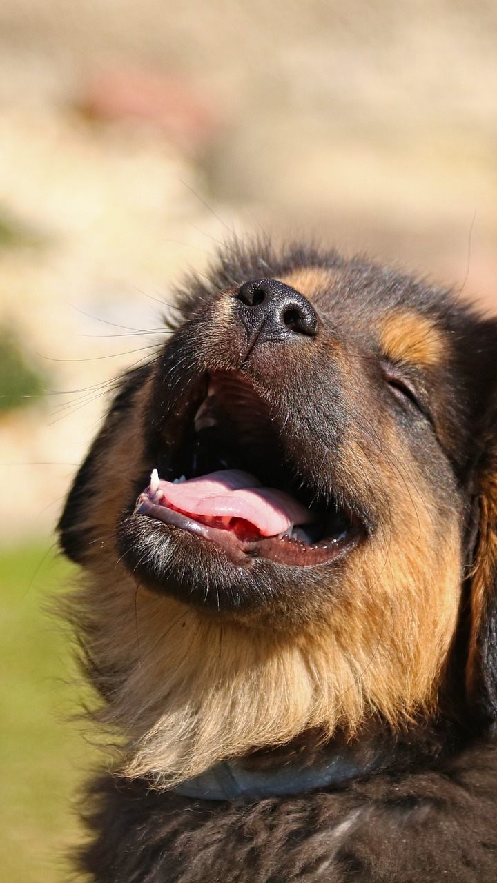Hunde erdulden die Tollpatschigkeit von Menschen eher als unsere Foppereien.