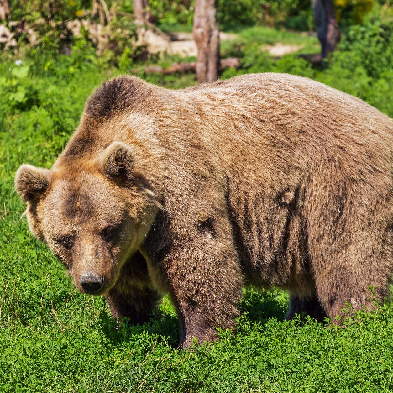 Der "Restaurantbär" Mark hat gesundheitliche Probleme.
