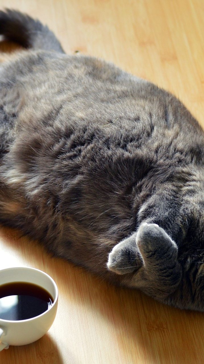 Übergewicht bei Katzen kann viele Ursachen haben.