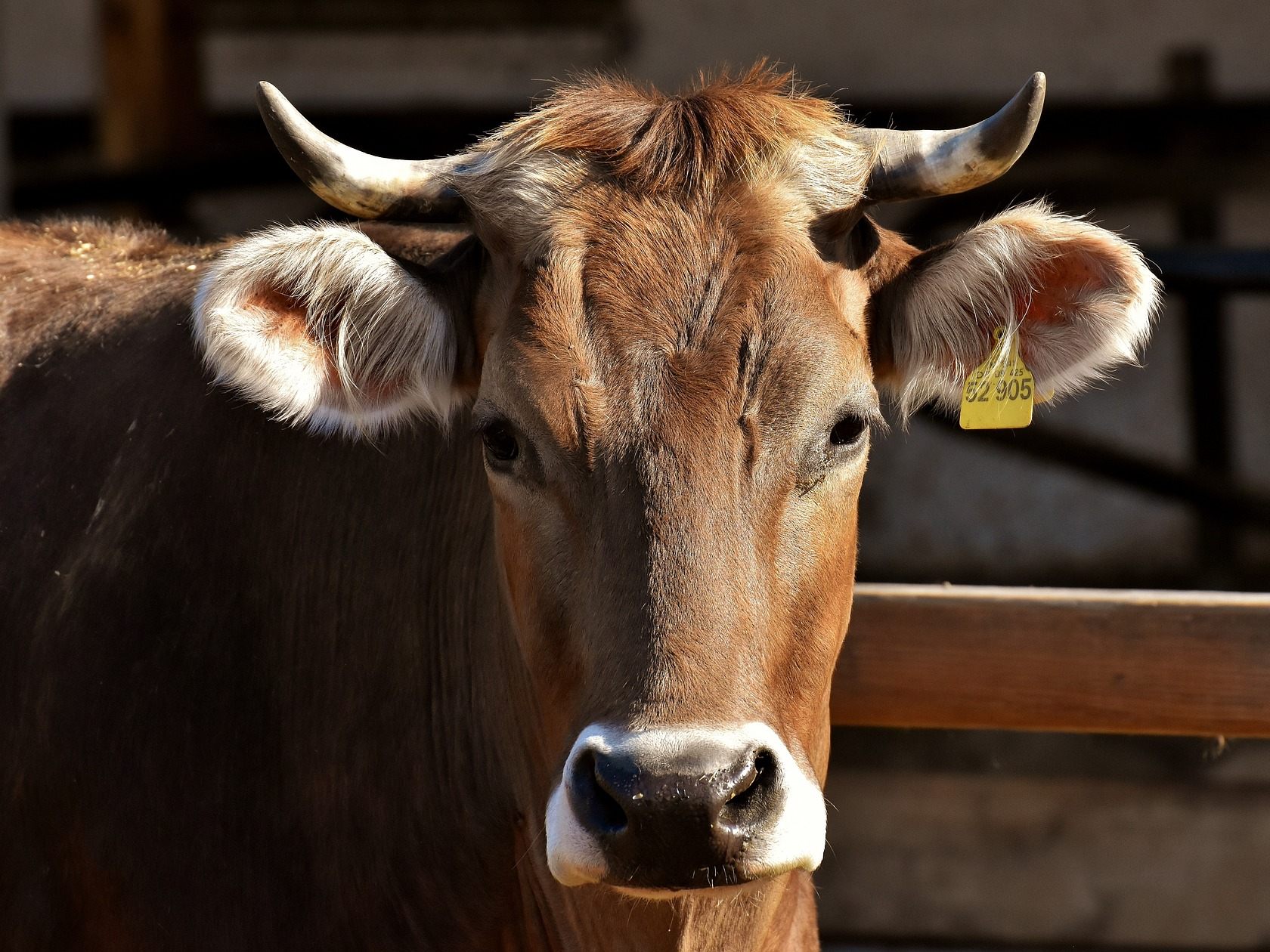 Die Strafen bei Verstößen gegen das Tiertransporte-Gesetz werden verschärft.