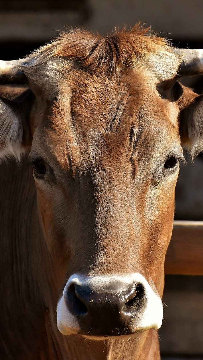 Die Strafen bei Verstößen gegen das Tiertransporte-Gesetz werden verschärft.