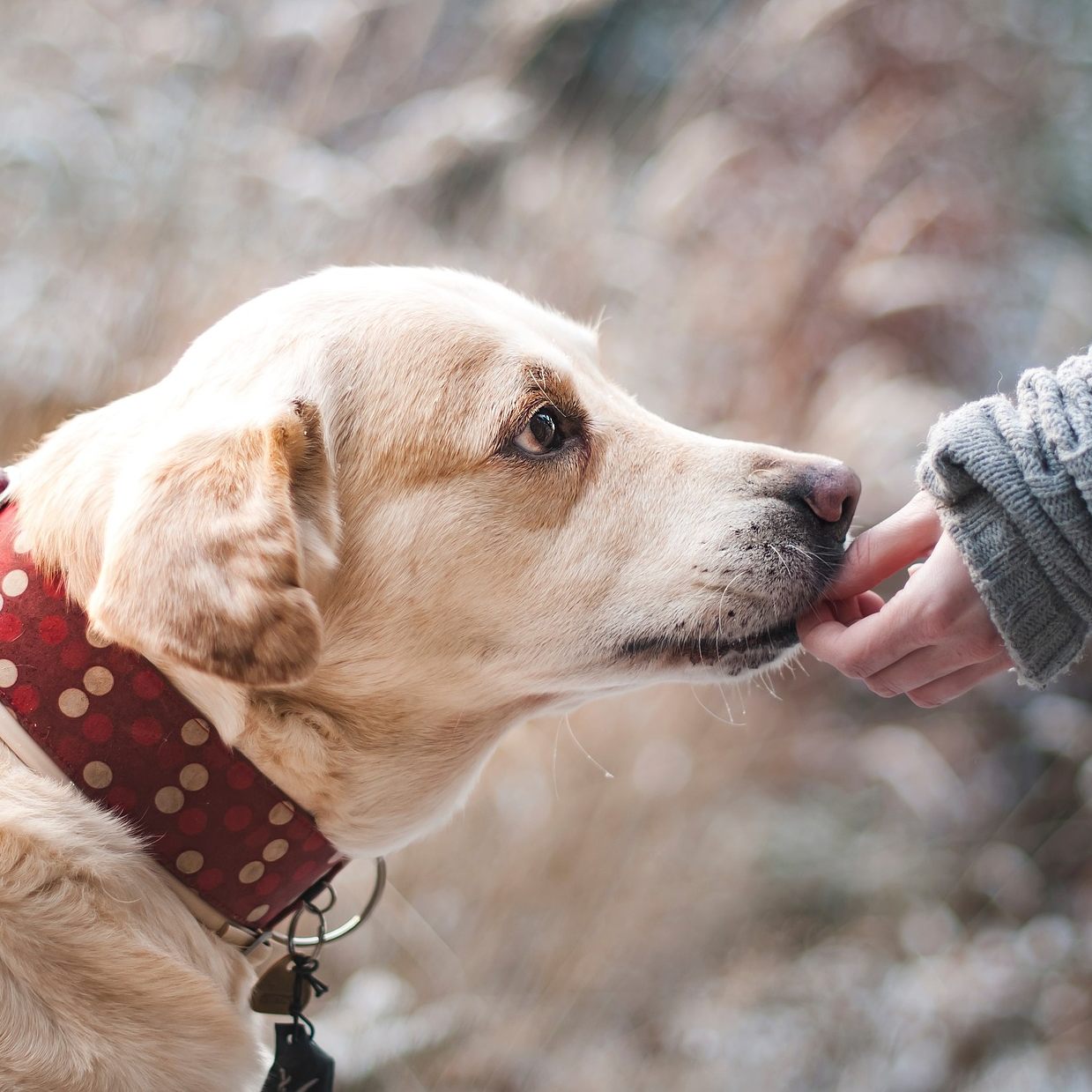 Diese Lebensmittel sind für Hunde schädlich.