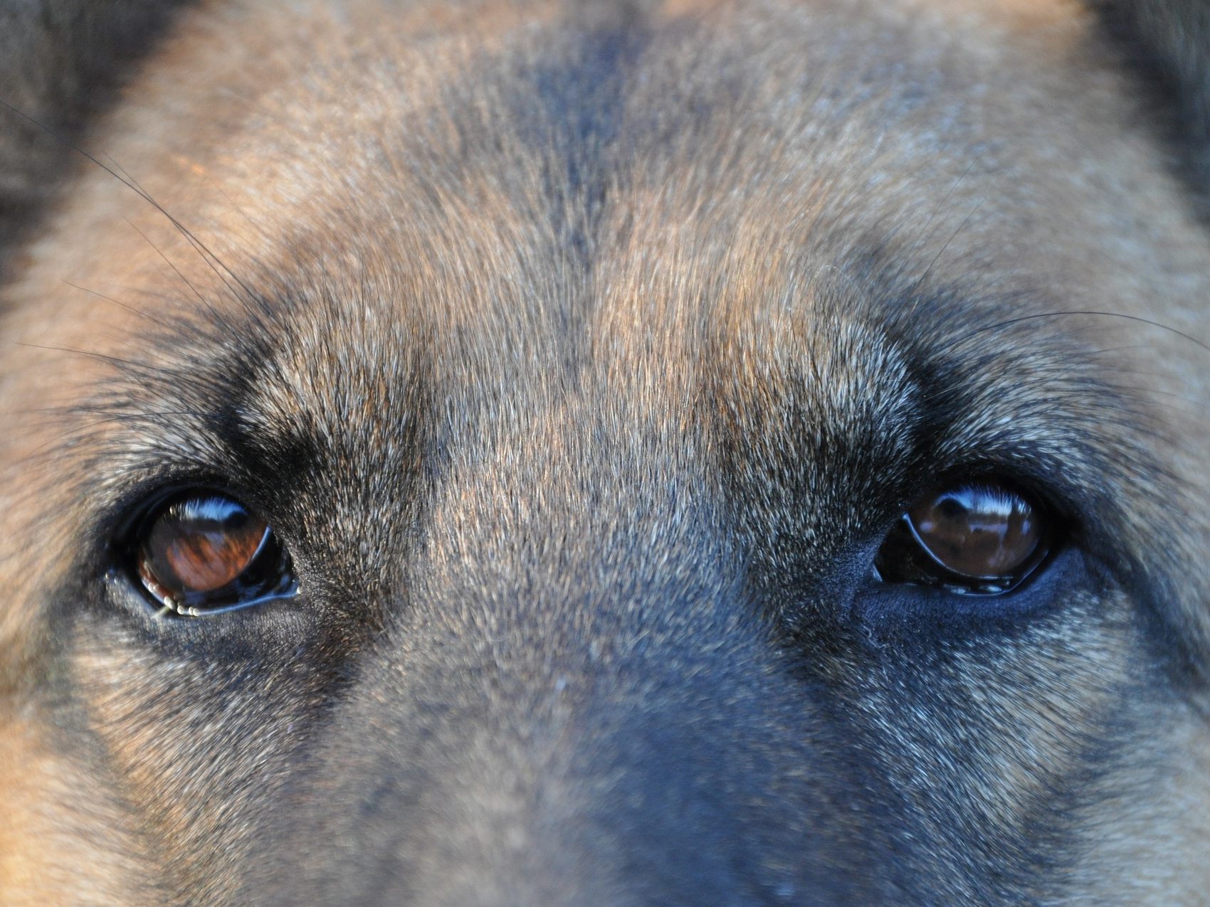 In den USA wurde ein Mann von einem Hund "erschossen".