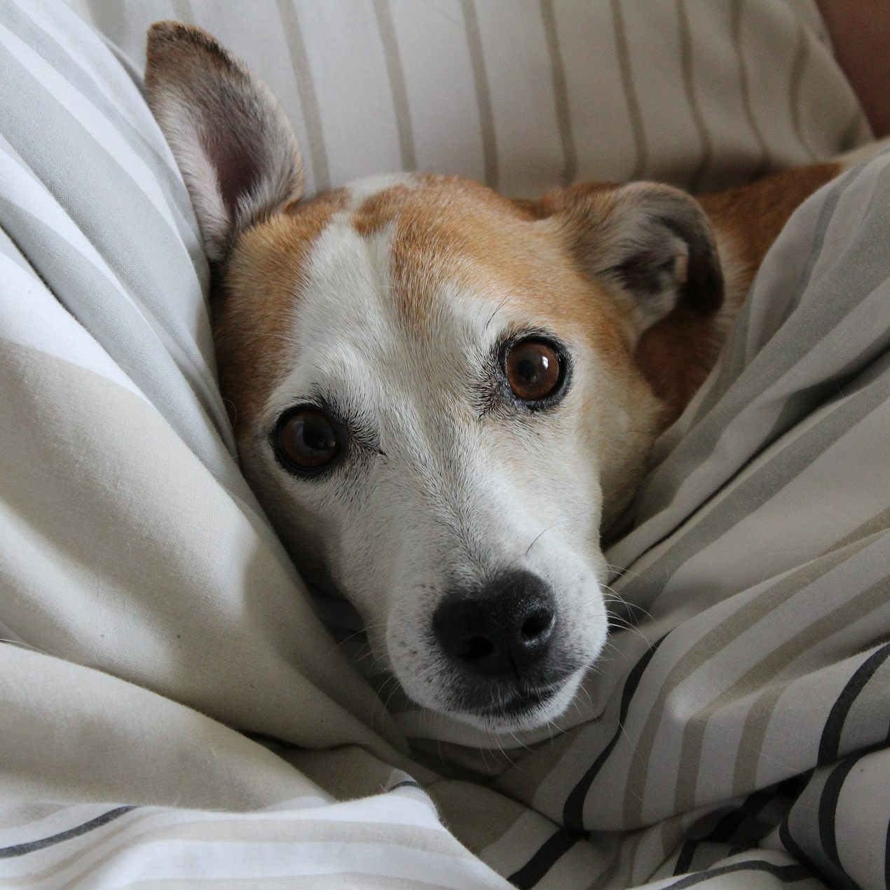 Darf Ihr Hund zu Ihnen ins Bett?