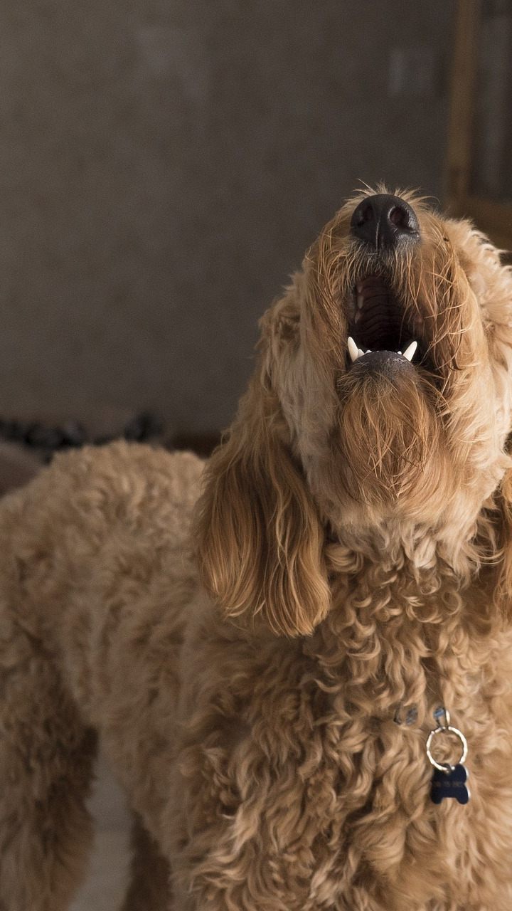 Das ist der wahre Grund, warum Hunde den Postboten anbellen.