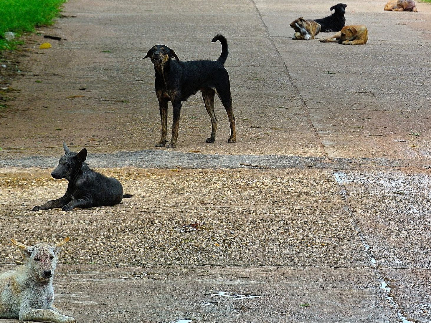 Tiere griffen Joggerin an.