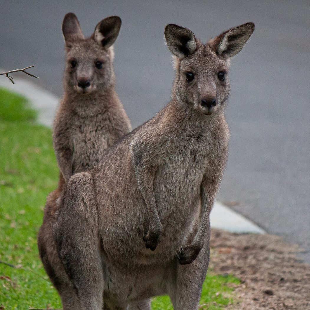 Zwei kämpfende Kängurus krachten in ein Zelt auf einem australischen Campingplatz.
