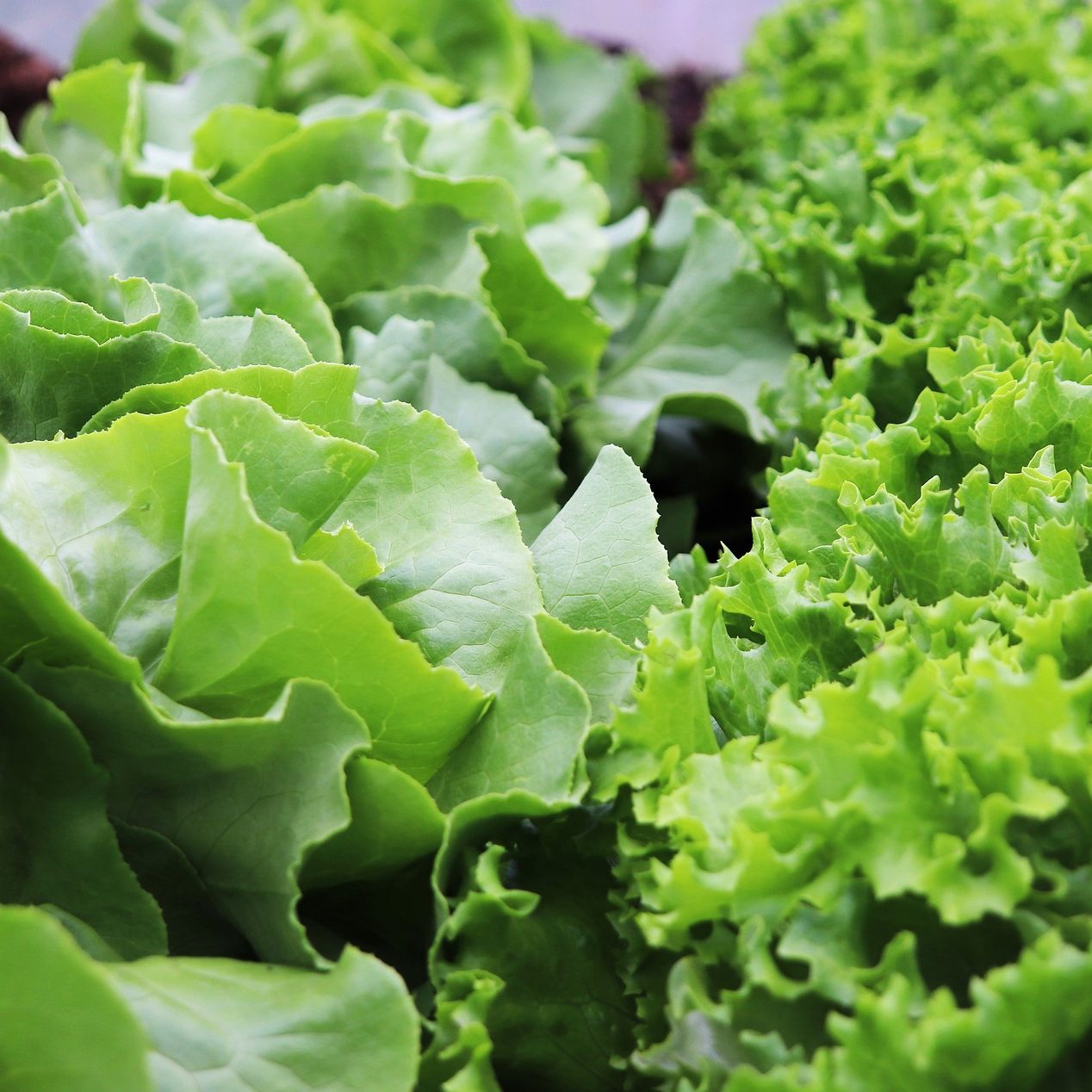 Wiener Forscher konnten in einer Studie giftige Substanzen durch Reifenabrieb in Salat feststellen.