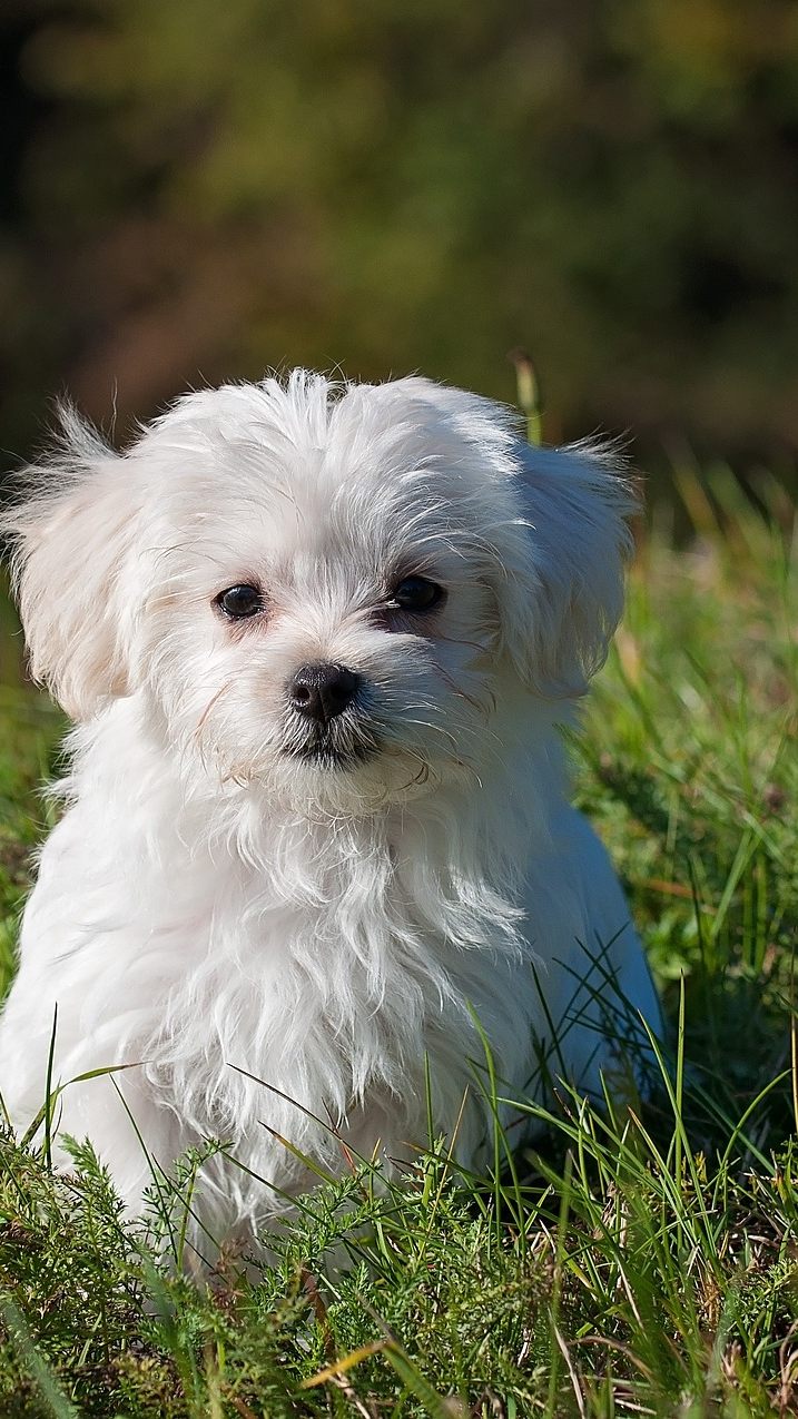 Das ist zu tun, wenn man ein ausgesetztes Haustier findet.