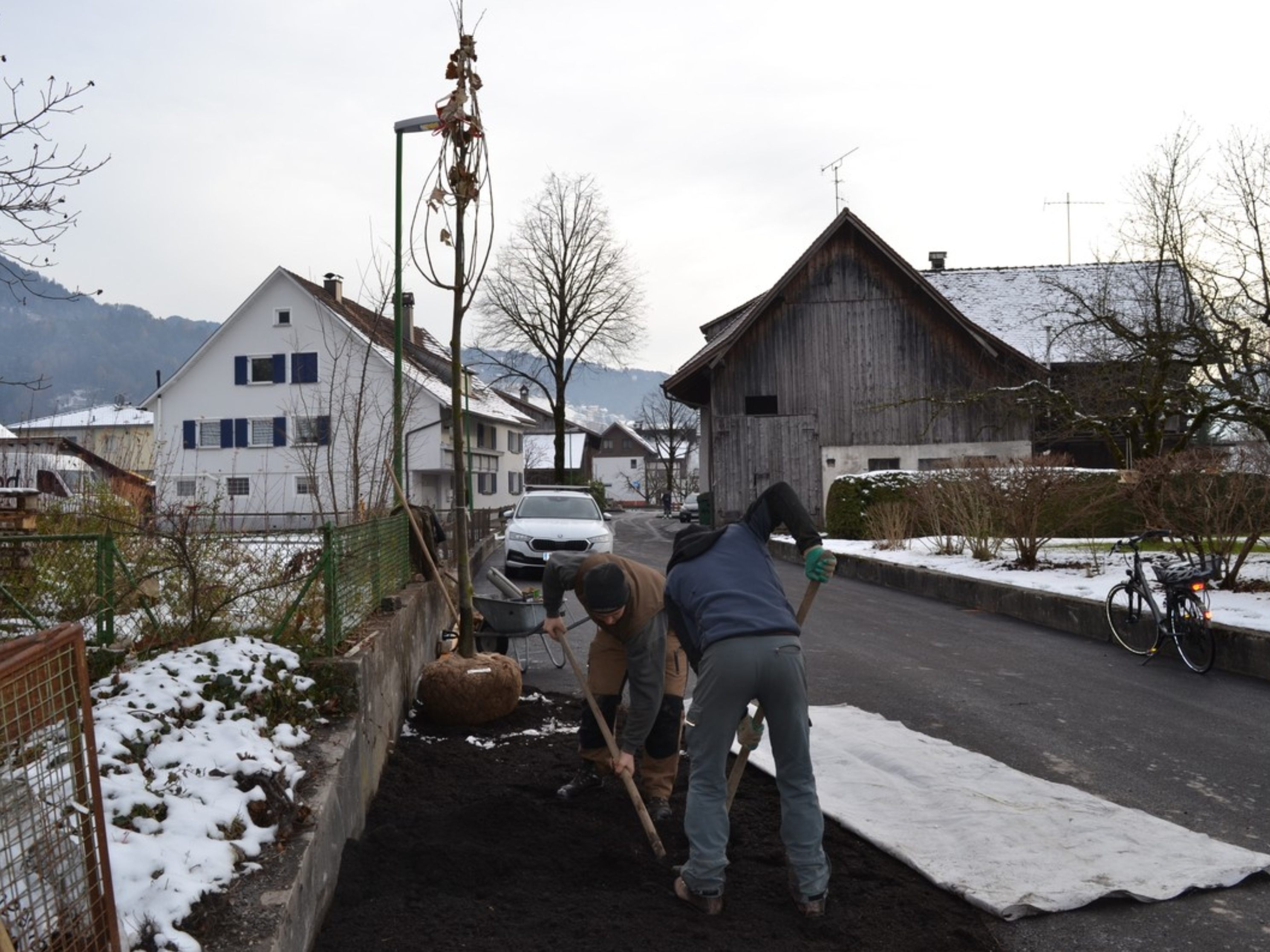 Zum Abschluss wurde in der Zehentstraße eine Silberlinde  nach der Schwammstadtmethode gepflanzt