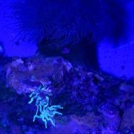 Wiener Forscher konnten erstaunliches zu Meeresspinnen herausfinden.