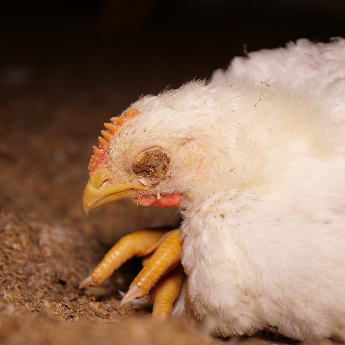 Die Tiere in den drei Qualbetrieben leiden schrecklich.