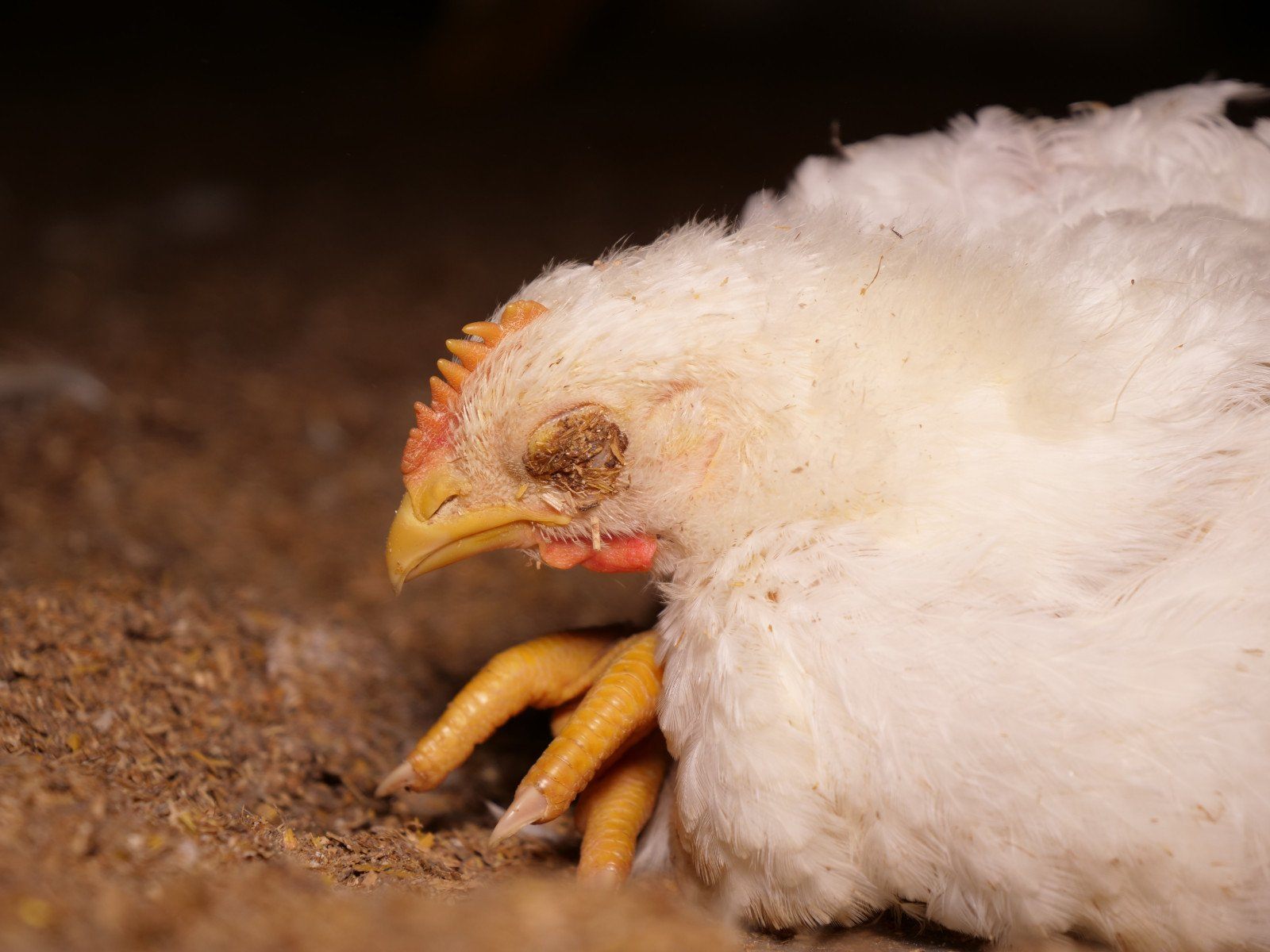 Die Tiere in den drei Qualbetrieben leiden schrecklich.