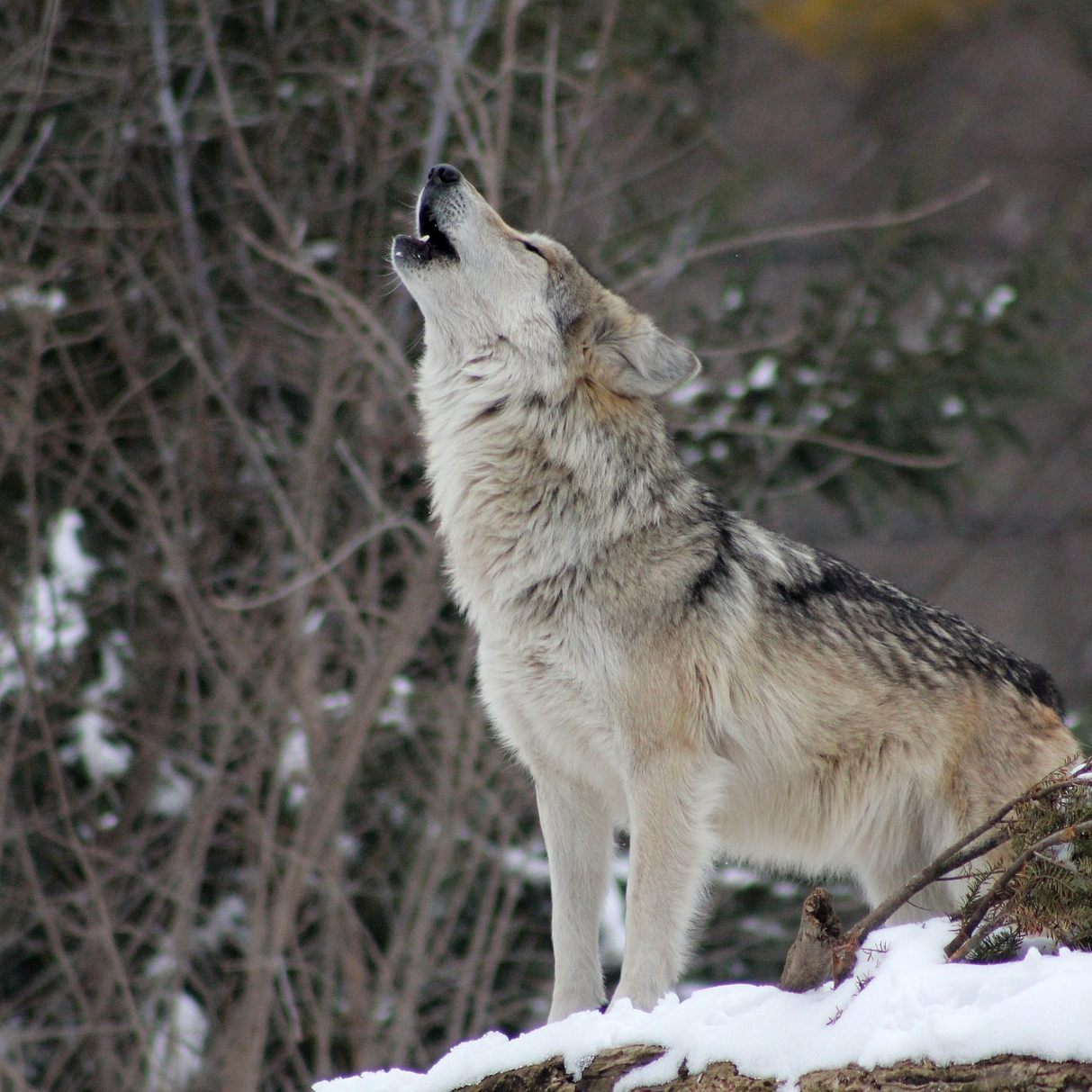 Im Lesachtal in Kärnten wurde erneut ein Wolf erschossen.