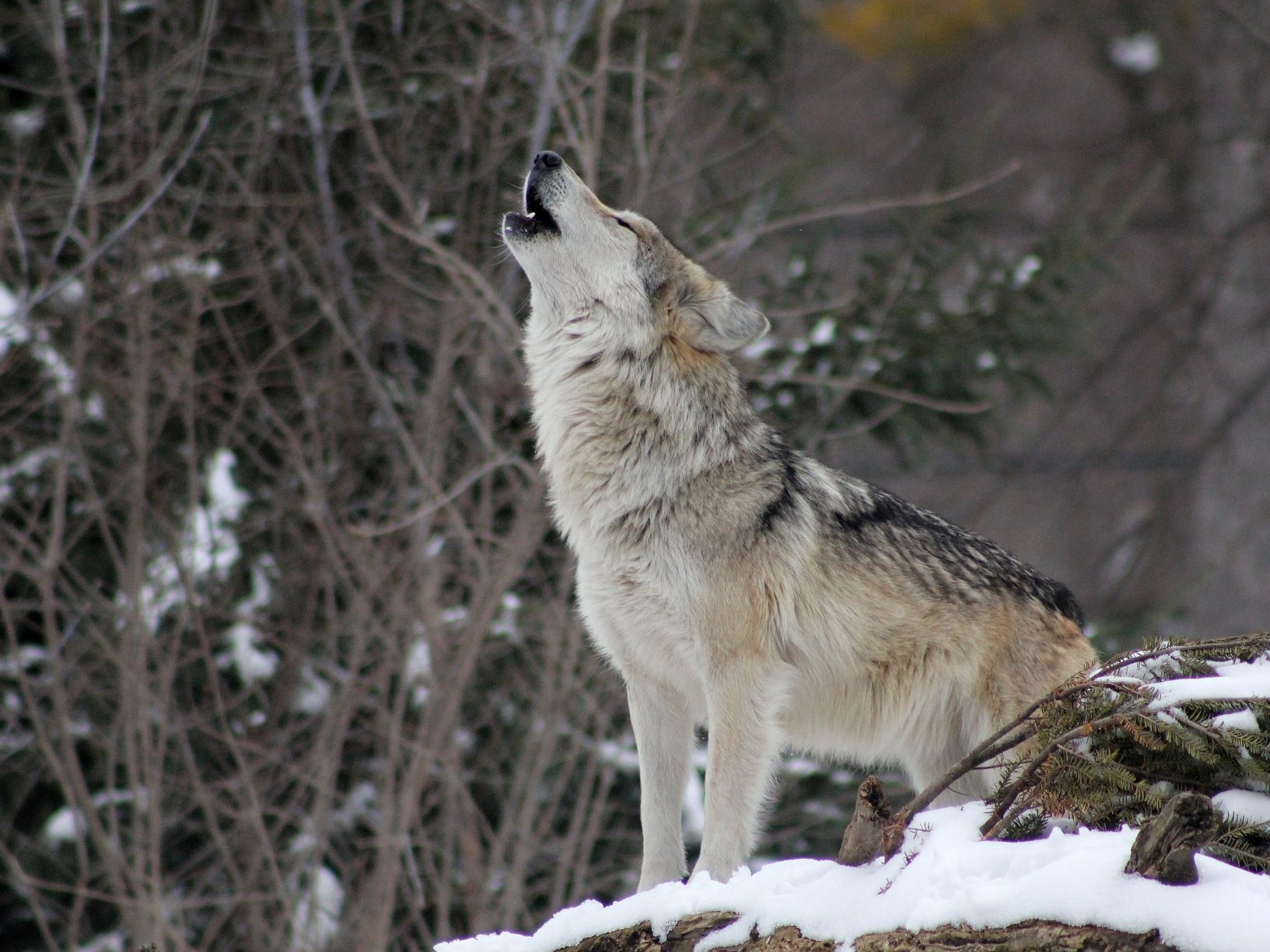 Im Lesachtal in Kärnten wurde erneut ein Wolf erschossen. Im Lesachtal in Kärnten wurde erneut ein Wolf erschossen.