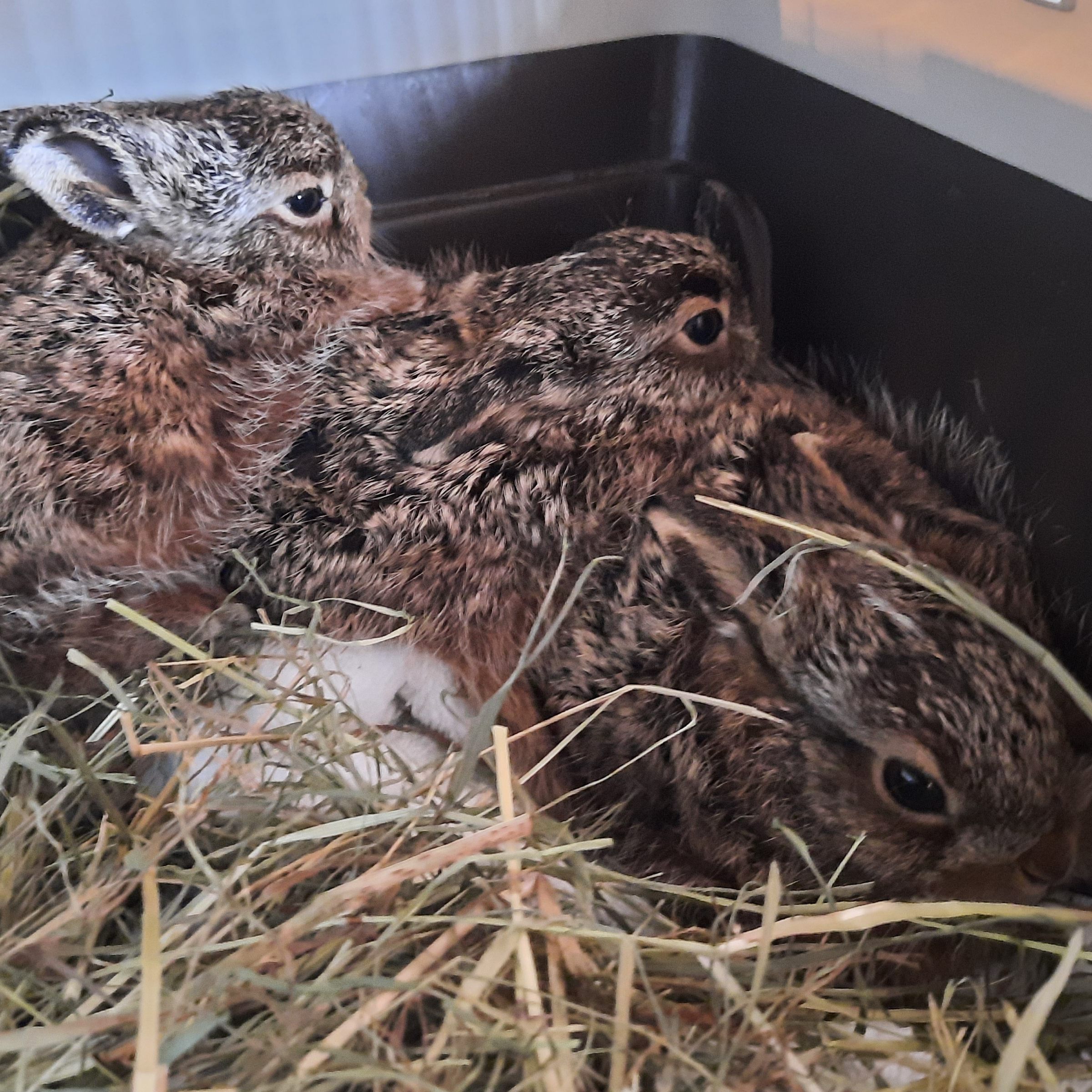 Drei Feldhasenbabys wurden bereits beim Tierschutzhof Pfotenhilfe abgegeben.