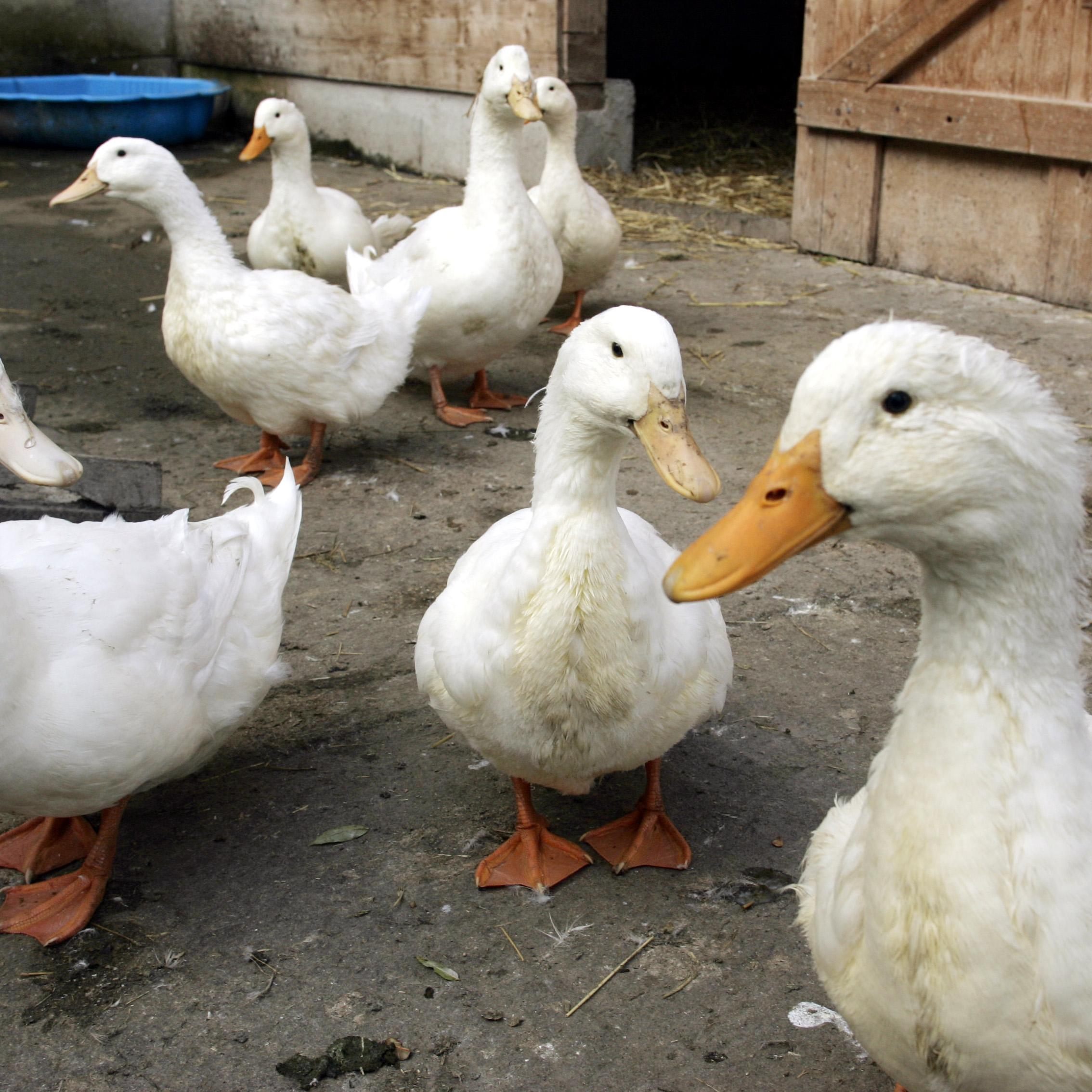 Eine Entenfarm in OÖ und ein Wildvogel in Salzburg sind von den Fällen betroffen.