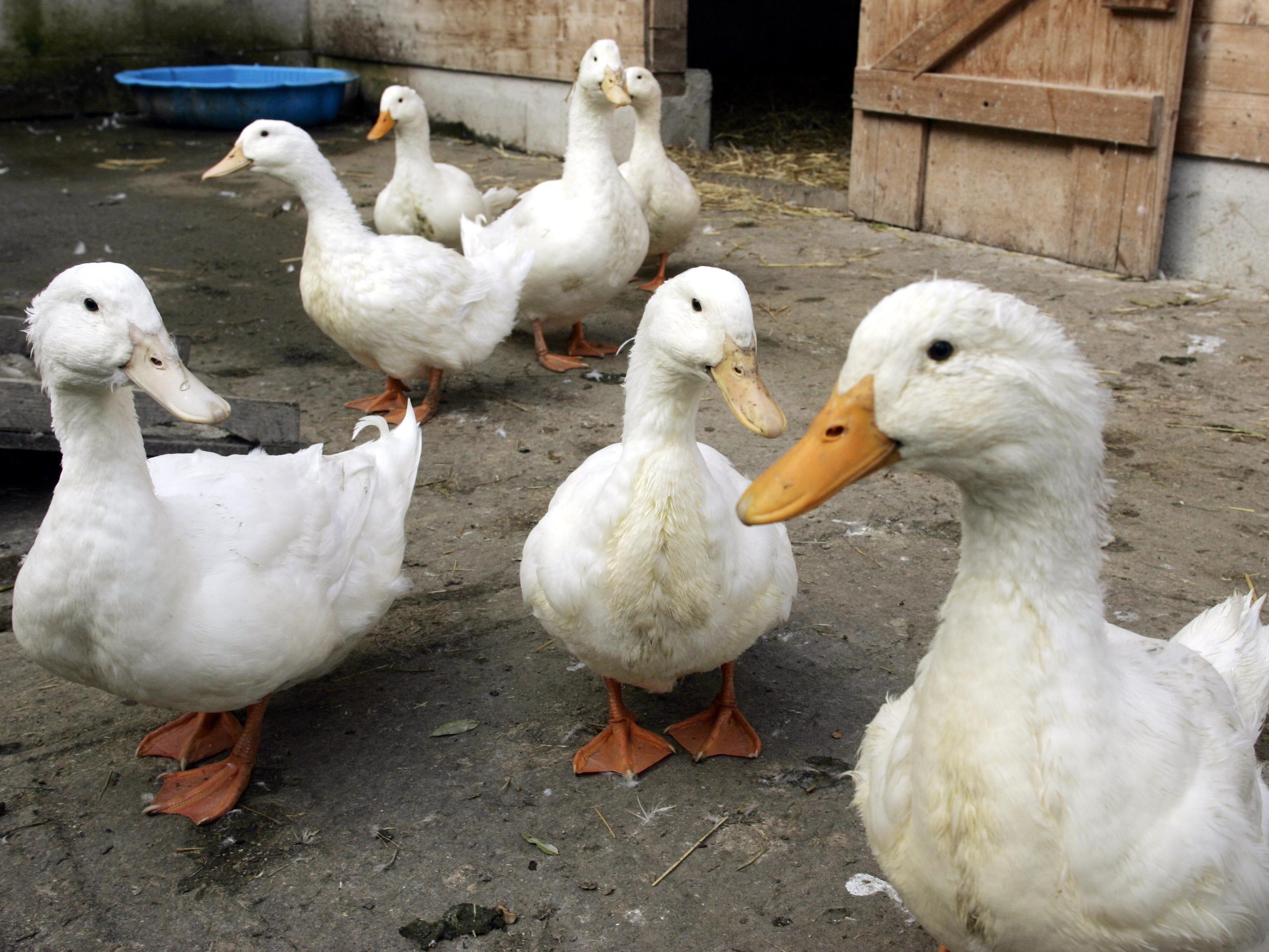 Eine Entenfarm in OÖ und ein Wildvogel in Salzburg sind von den Fällen betroffen.