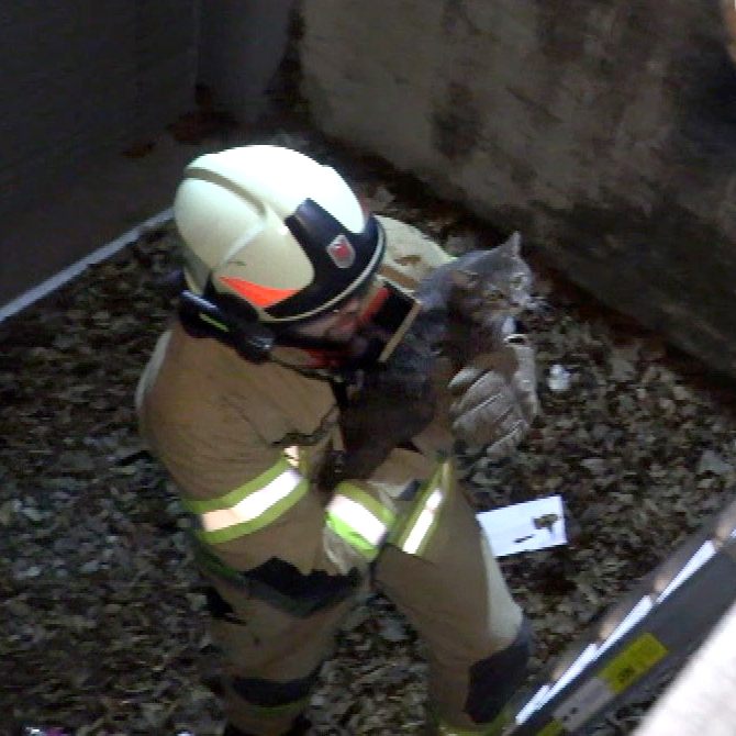 Die Feuerwehr bei tierischer Rettungsaktion.