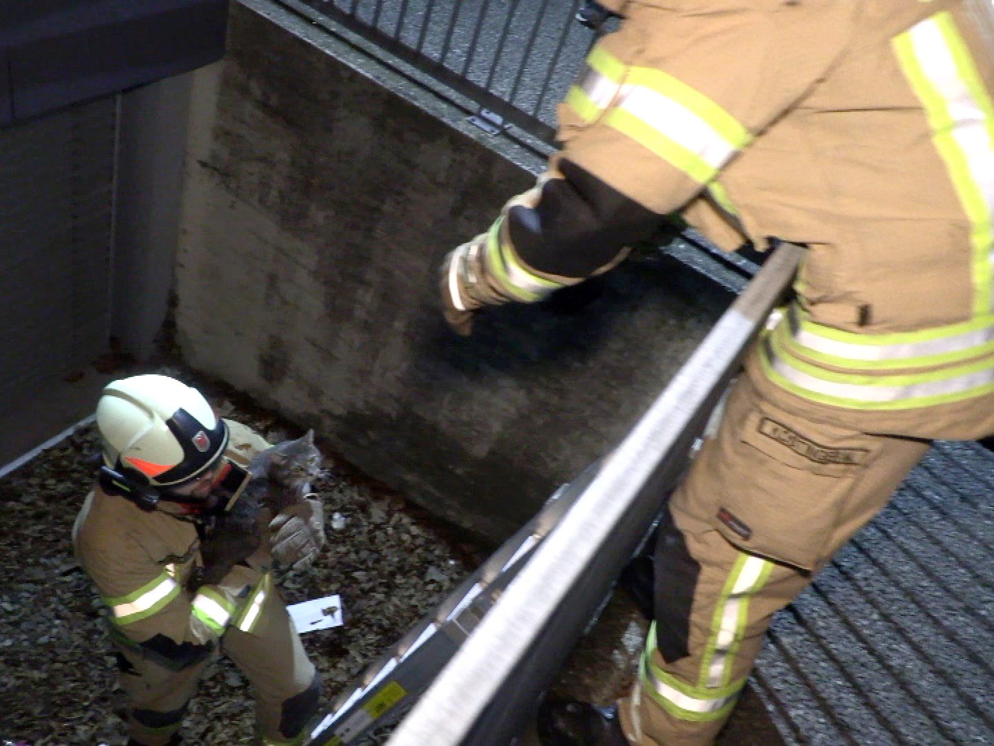 Die Feuerwehr bei tierischer Rettungsaktion.