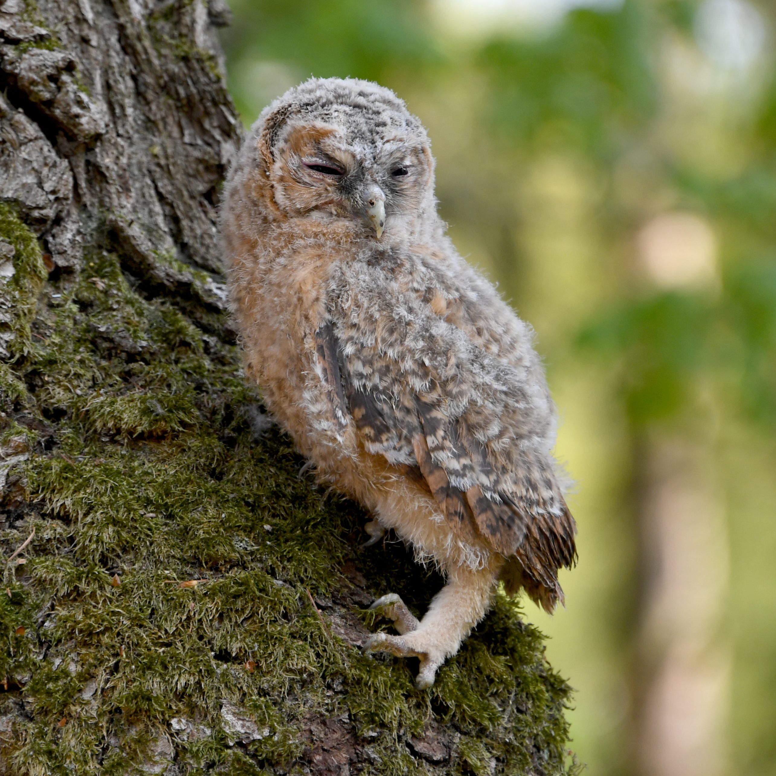 In Haringsee erholt sich ein Waldkauz von einem Schädeltrauma.