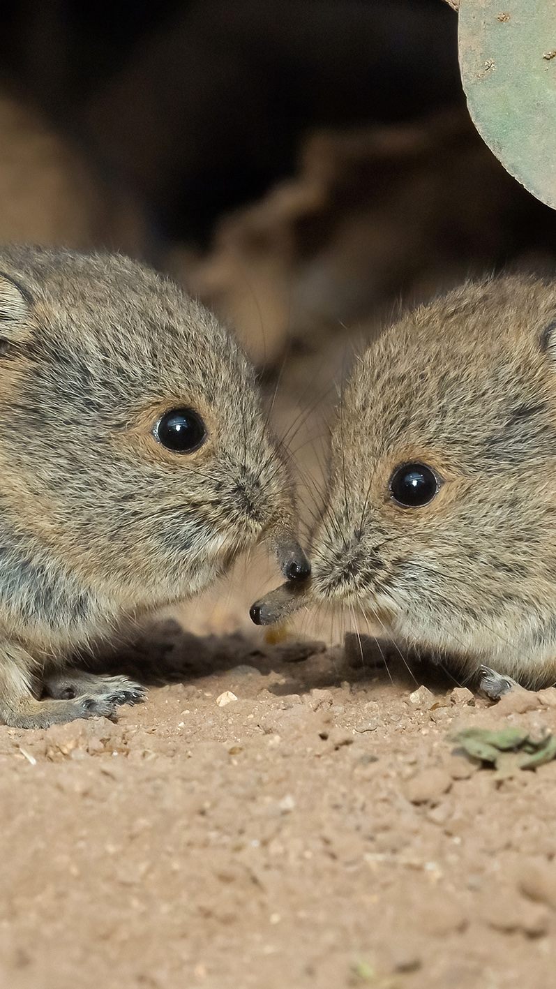 Bei den Rüsselspringern im Zoo Schönbrunn in Wien gibt es Nachwuchs.