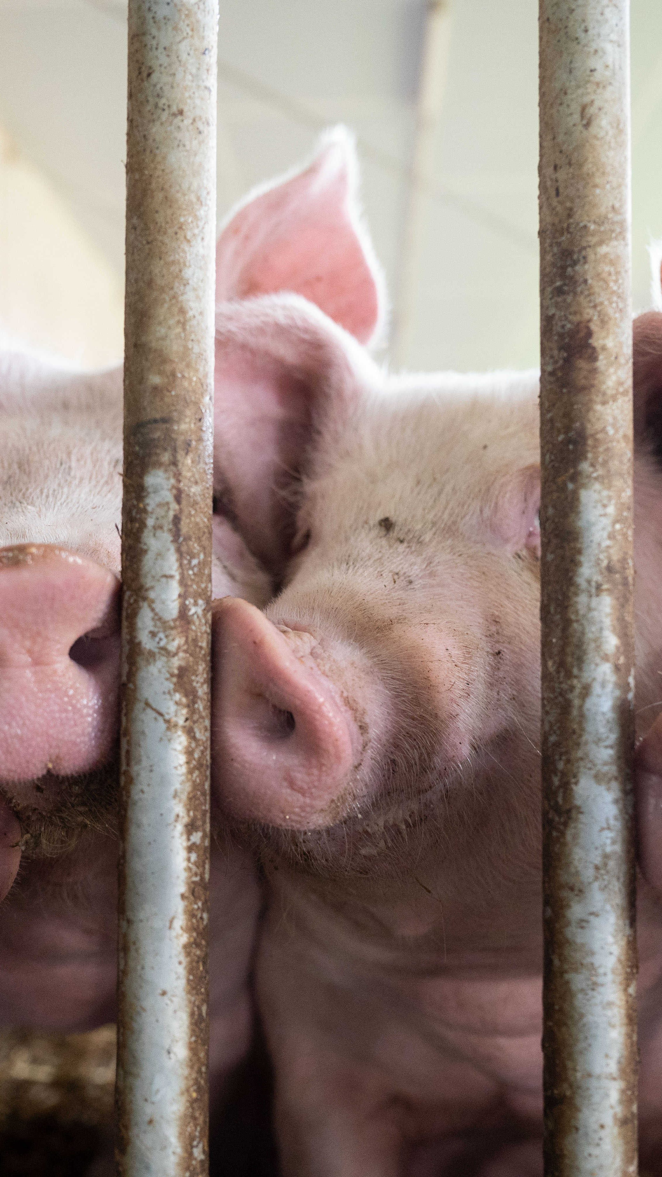 2022 wurden in Österreich weniger Schweine und Rinder geschlachtet.