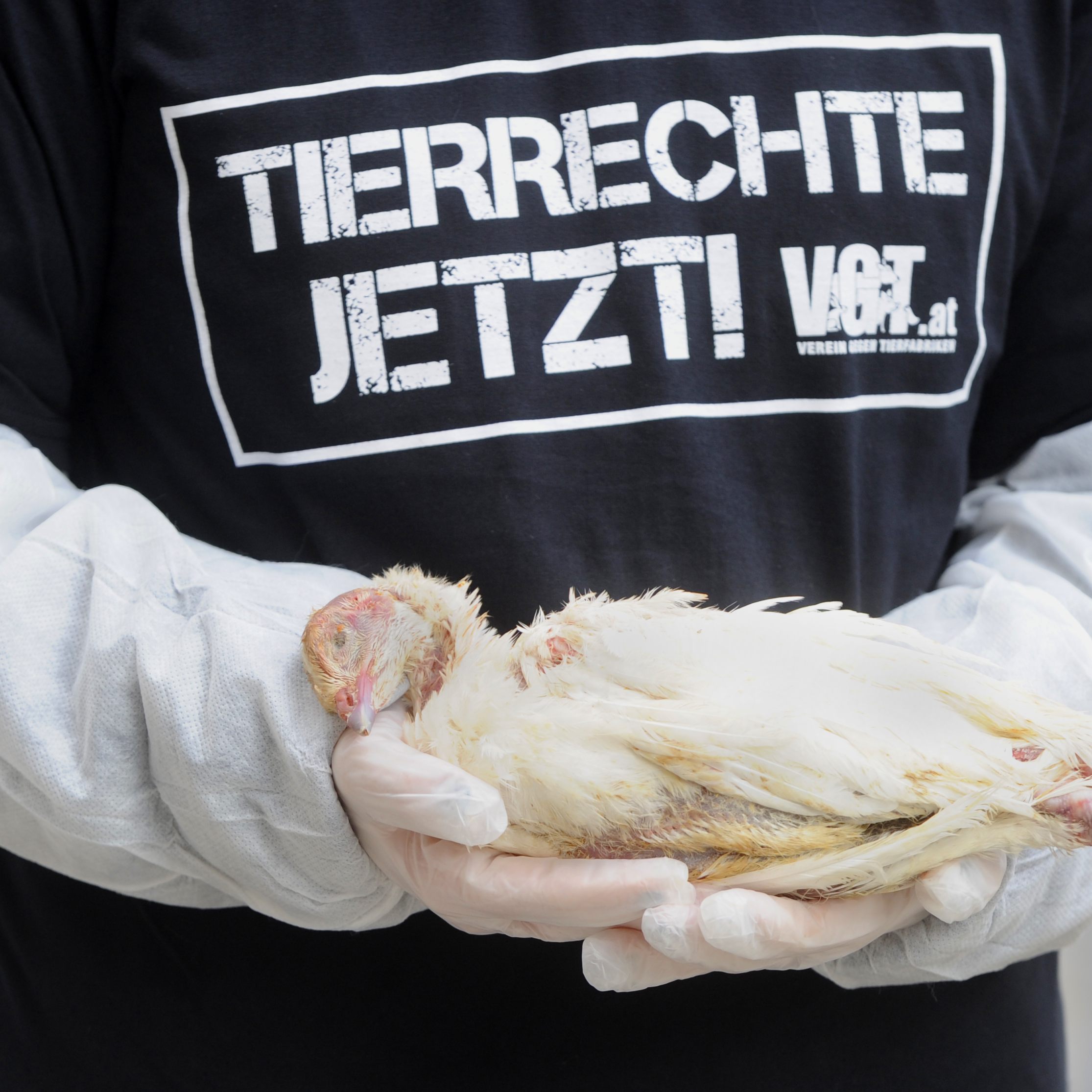 Der VGT plant eine Aktion zum Valentinstag am Wiener Stephansplatz.