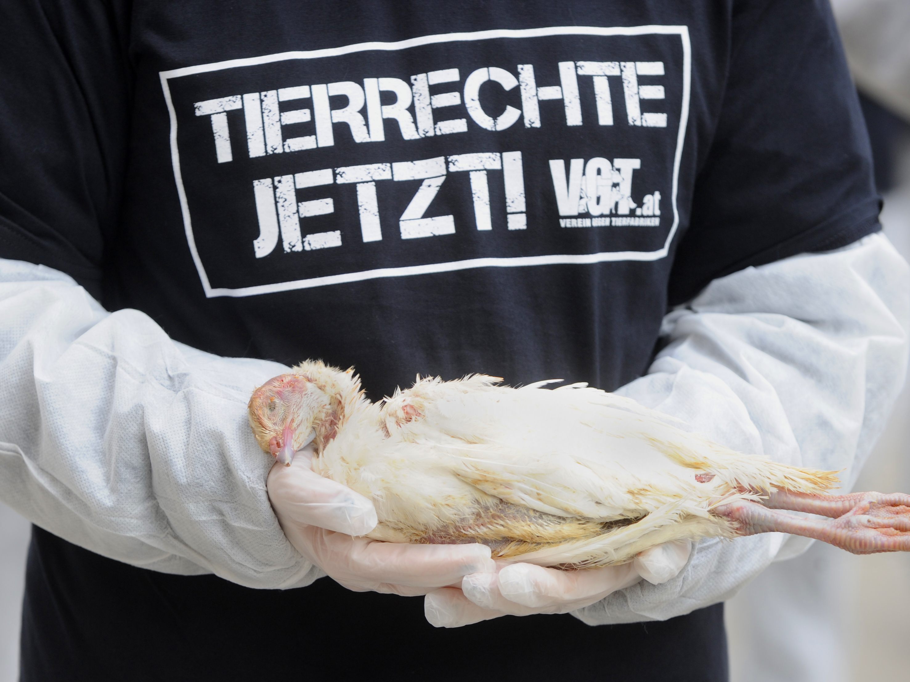 Der VGT plant eine Aktion zum Valentinstag am Wiener Stephansplatz. Der VGT plant eine Aktion zum Valentinstag am Wiener Stephansplatz.