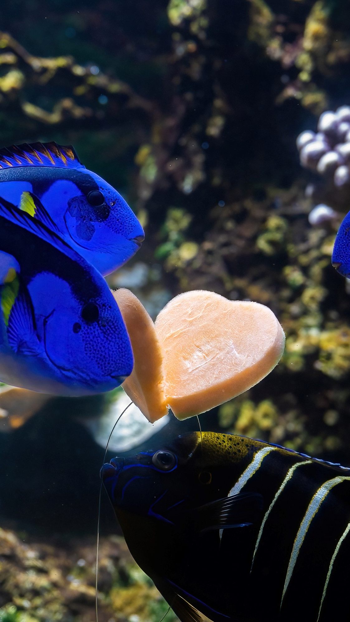Das Haus des Meeres hat für den Valentinstag zwei Abendführungen mit Romantik-Touch geplant.