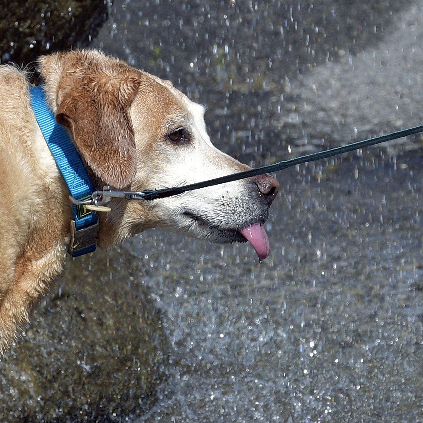"Uber Pet" in Wien: Am Montag ist Anpfiff.