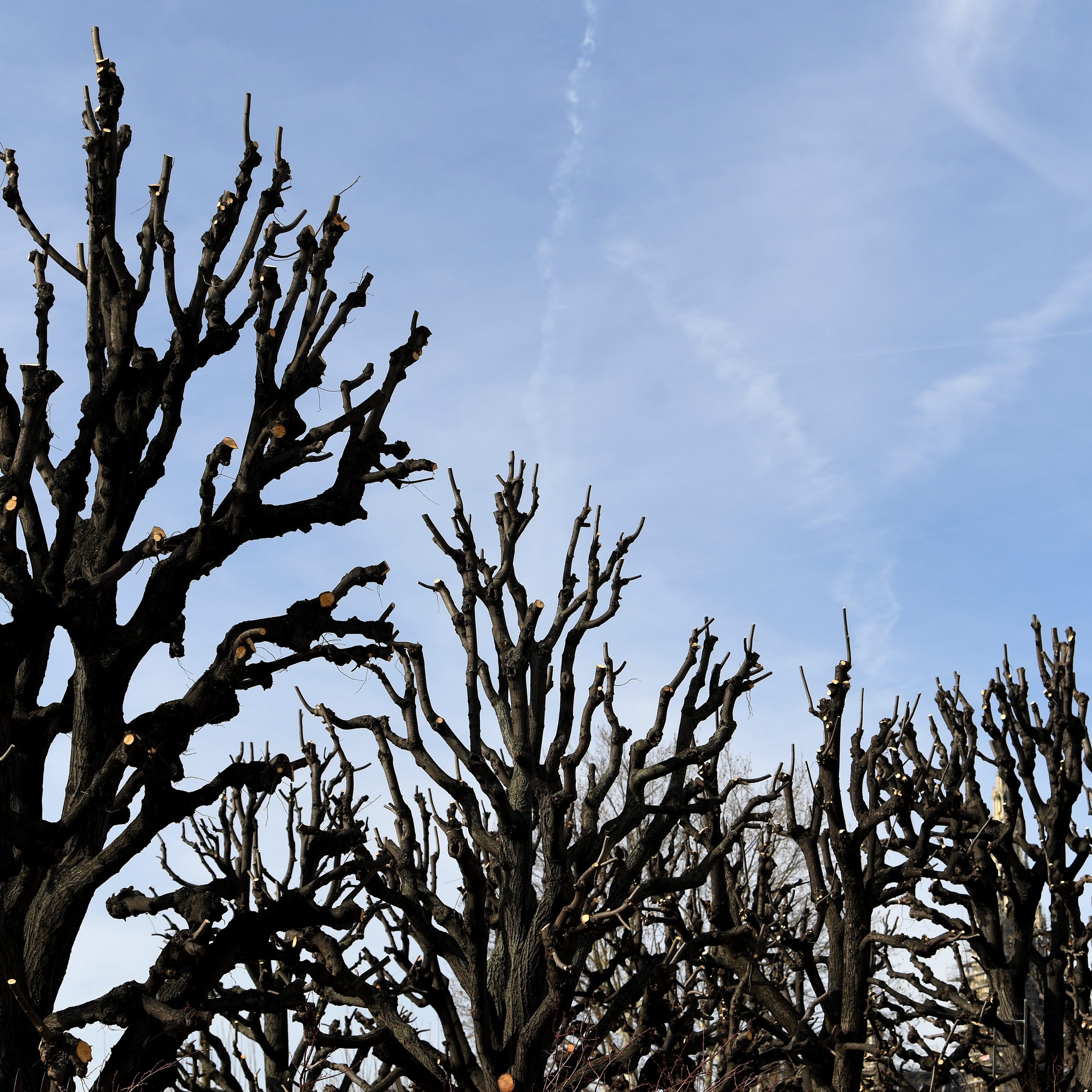 Das Wetter kommende Woche wird etwas milder.