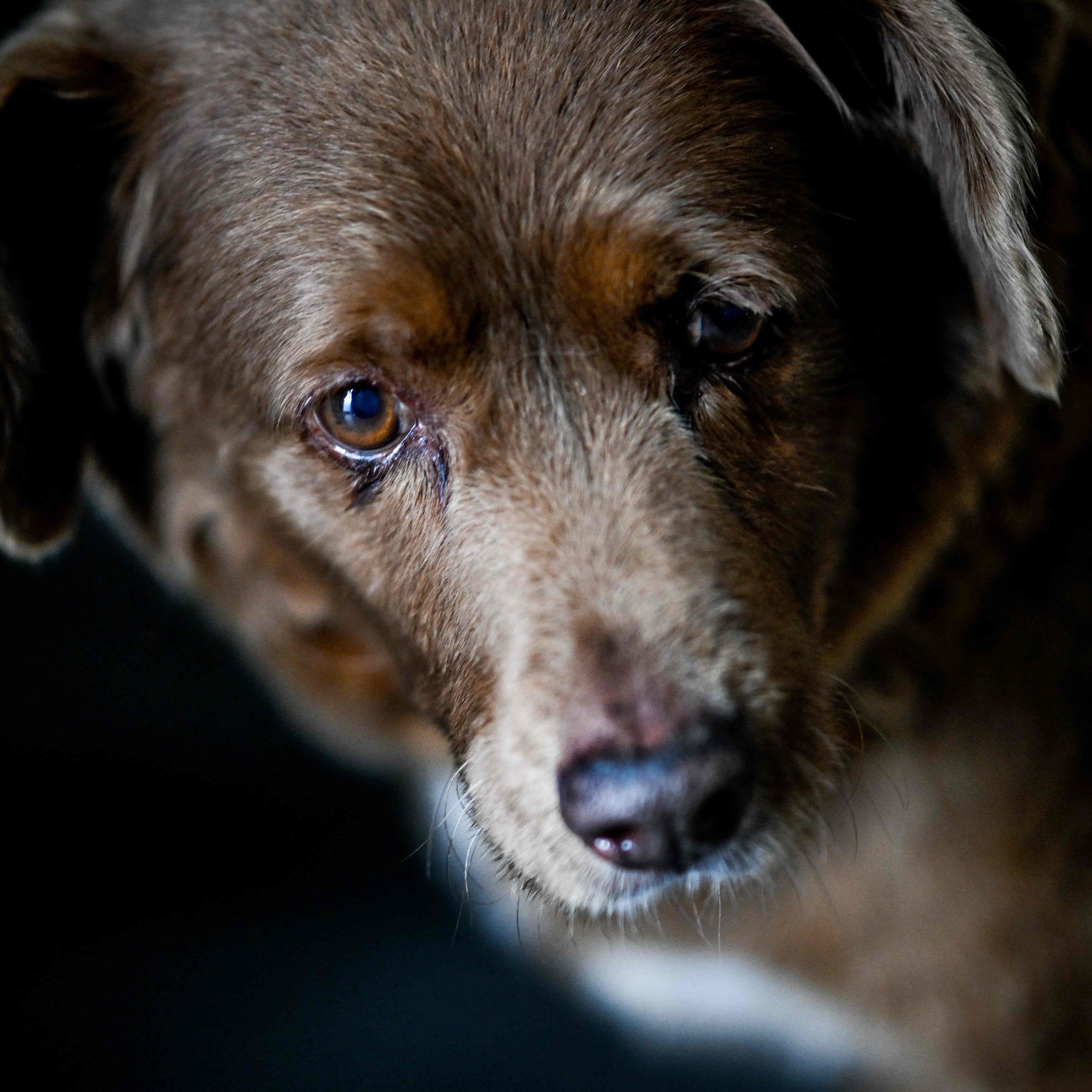 "Bobi" ist mit 30 Jahren der älteste Hund aller Zeiten.
