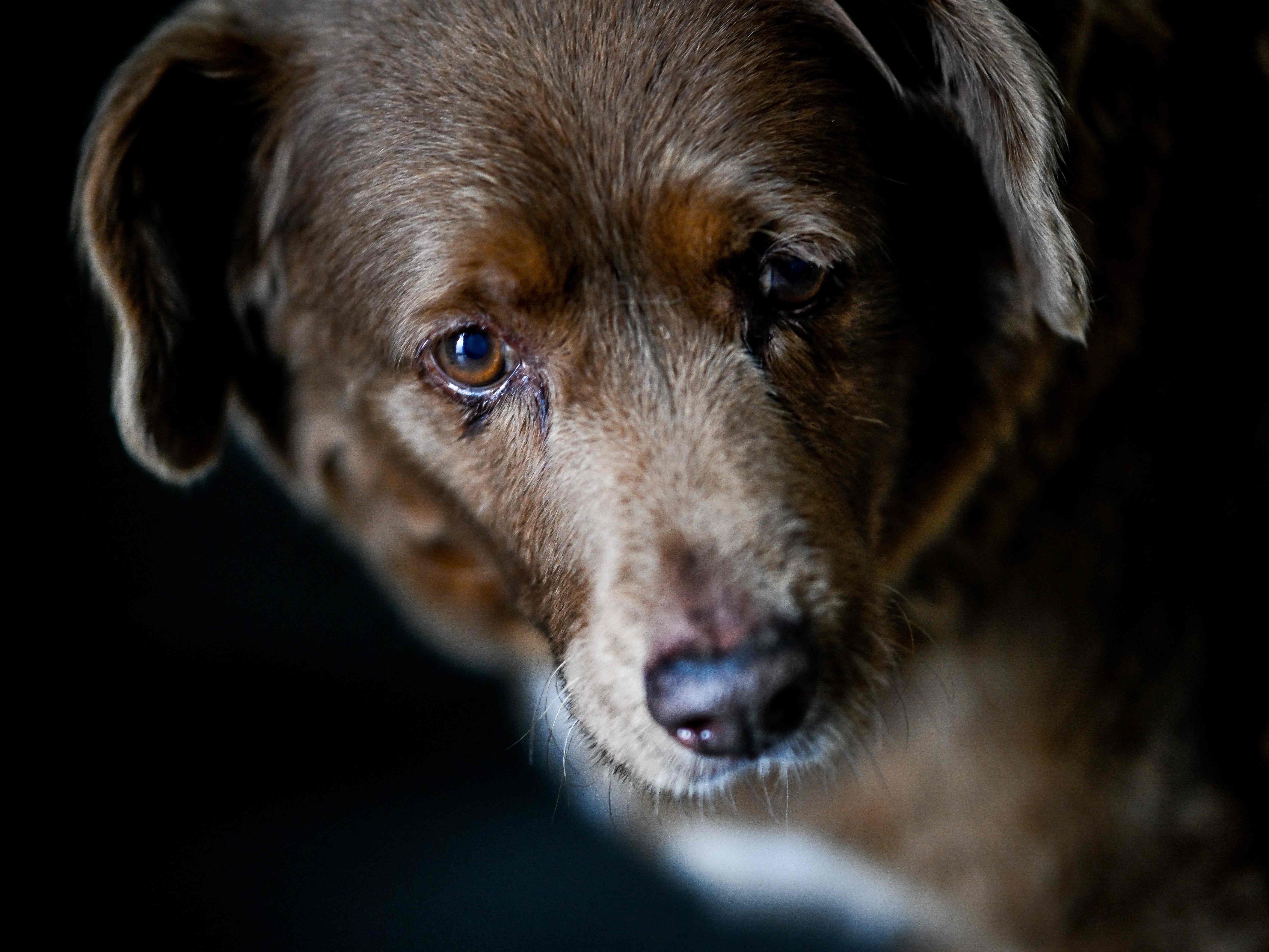 "Bobi" ist mit 30 Jahren der älteste Hund aller Zeiten. "Bobi" ist mit 30 Jahren der älteste Hund aller Zeiten.