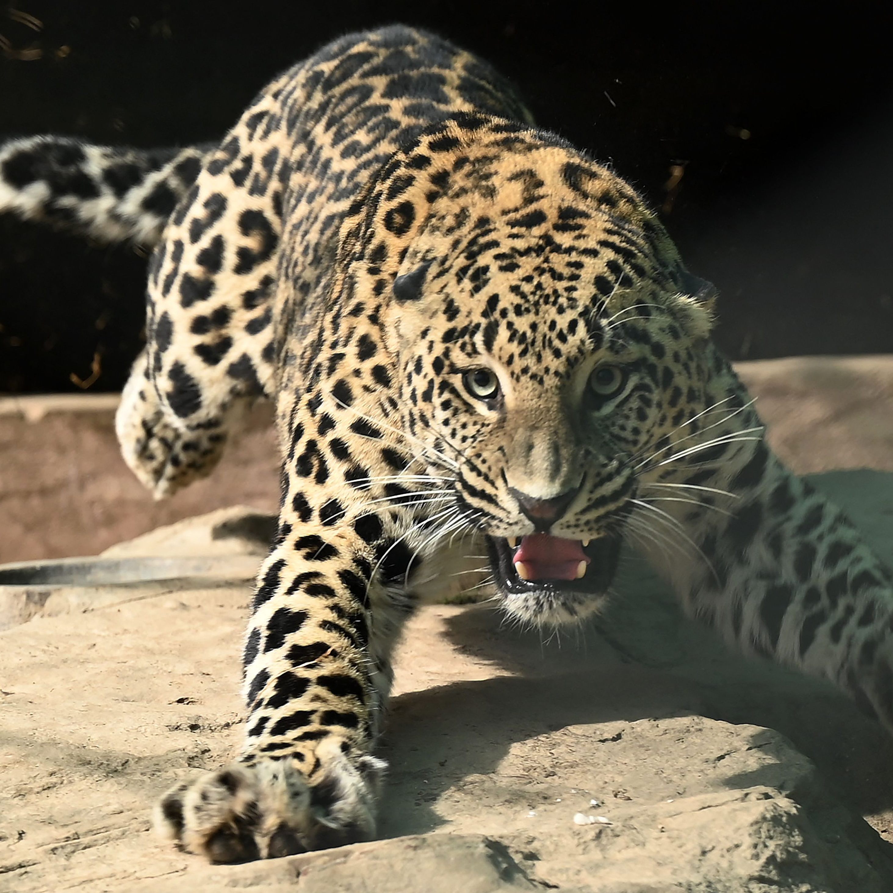 Dieser Leopard verletzte vier Menschen leicht.