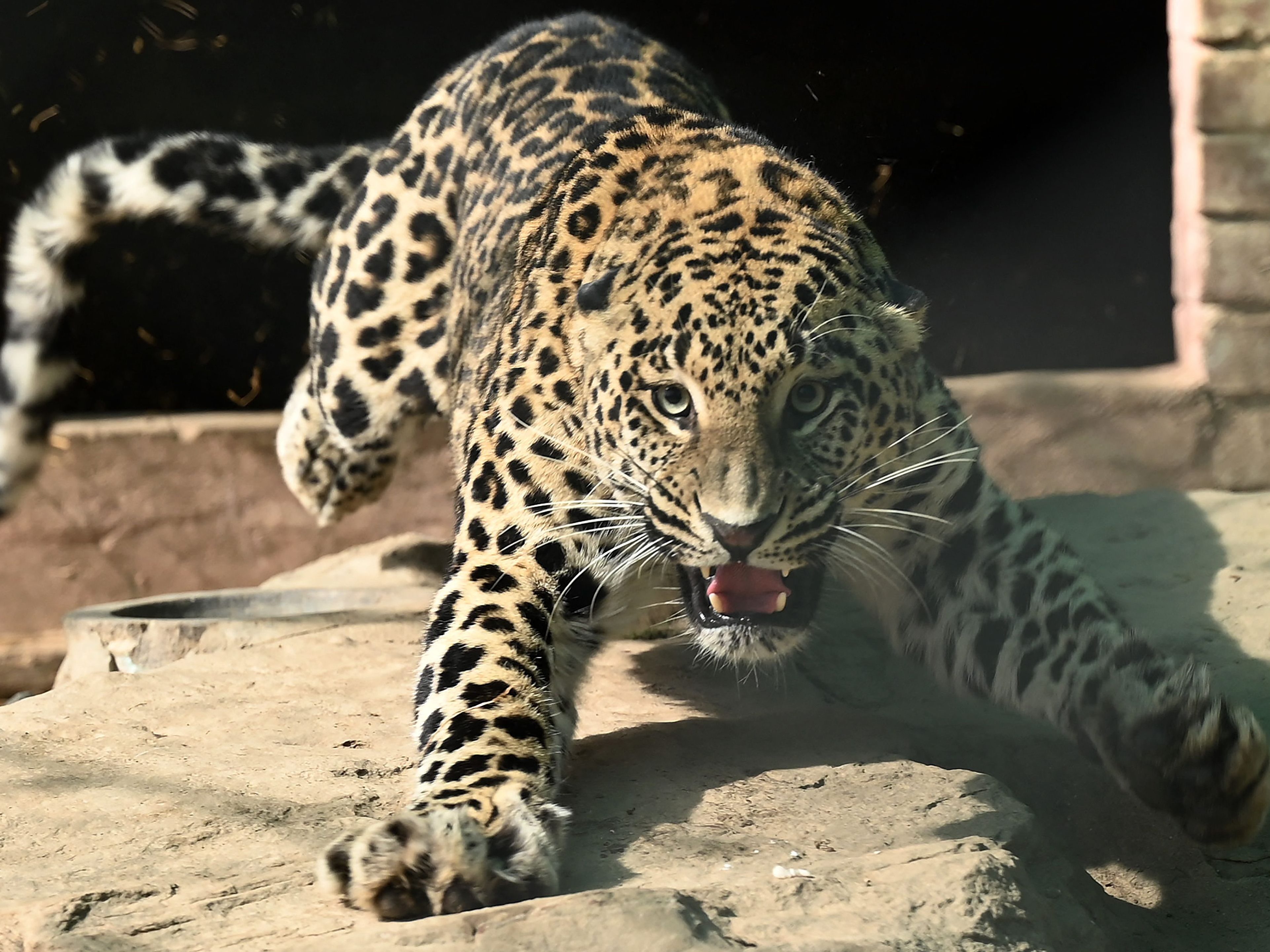 Dieser Leopard verletzte vier Menschen leicht. Dieser Leopard verletzte vier Menschen leicht.