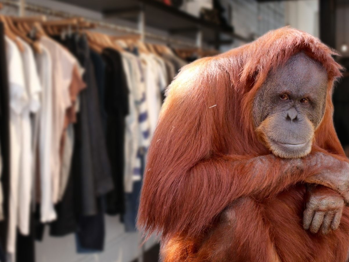 Dieser Orang-Utan scheint ziemlich modebewusst zu sein. (Symbolbild)
