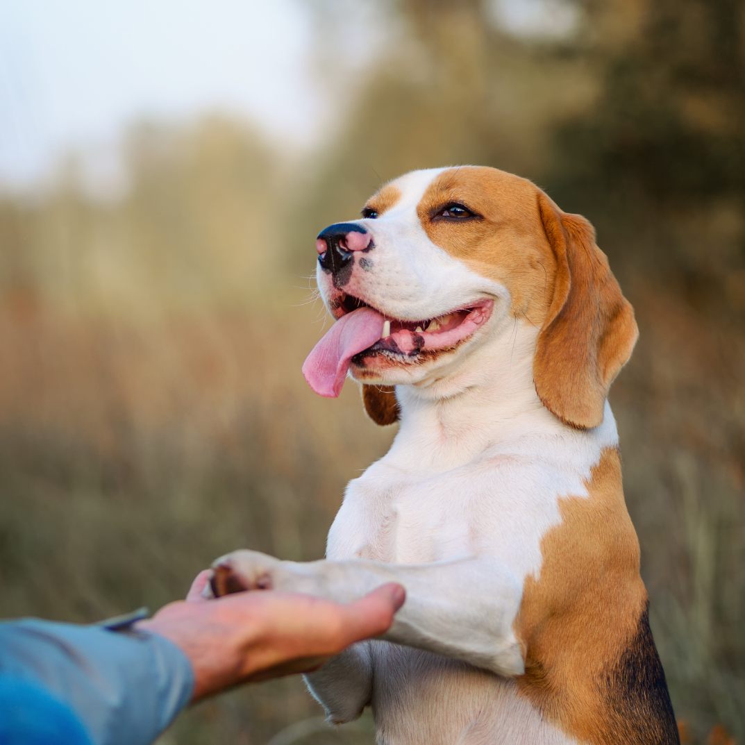 Sind Heidelbeeren für Hunde gesund?