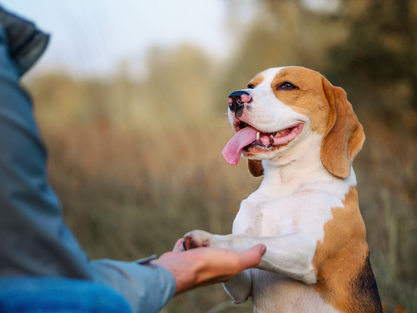 Sind Heidelbeeren für Hunde gesund?