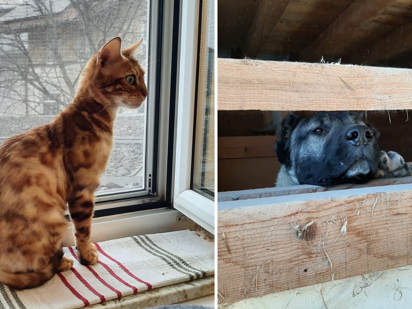 Verwahrloste Hunde, Katzen und Kaninchen wurden trotz Verbot von einem Züchter gehalten.
