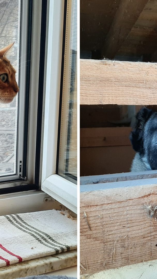 Verwahrloste Hunde, Katzen und Kaninchen wurden trotz Verbot von einem Züchter gehalten.