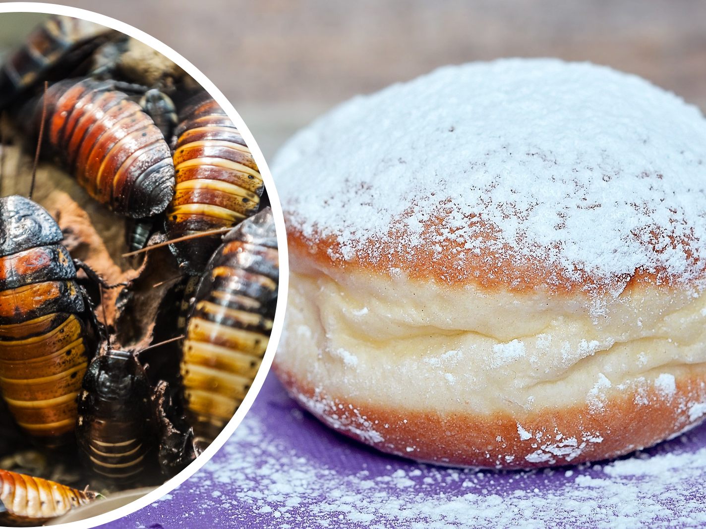 Ein Biss in einen Insekten-Krapfen ist sehr unwahrscheinlich. Ein Biss in einen Insekten-Krapfen ist sehr unwahrscheinlich.