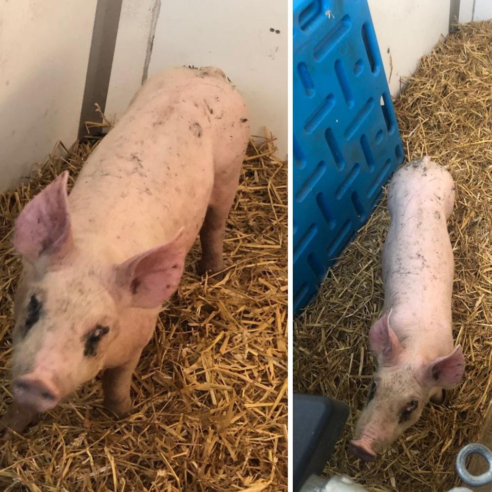 Schwein "Rudi" dürfte vermutlich in OÖ ausgesetzt worden sein. Die Pfotenhilfe bittet um Hinweise.