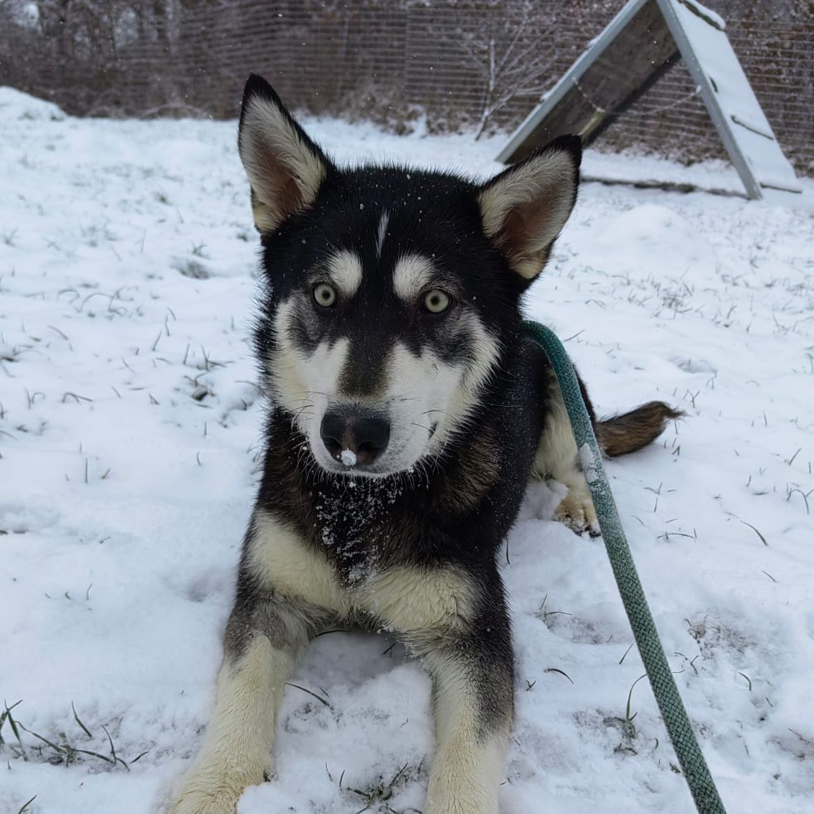 Husky "Asgard" ist schwer krank.