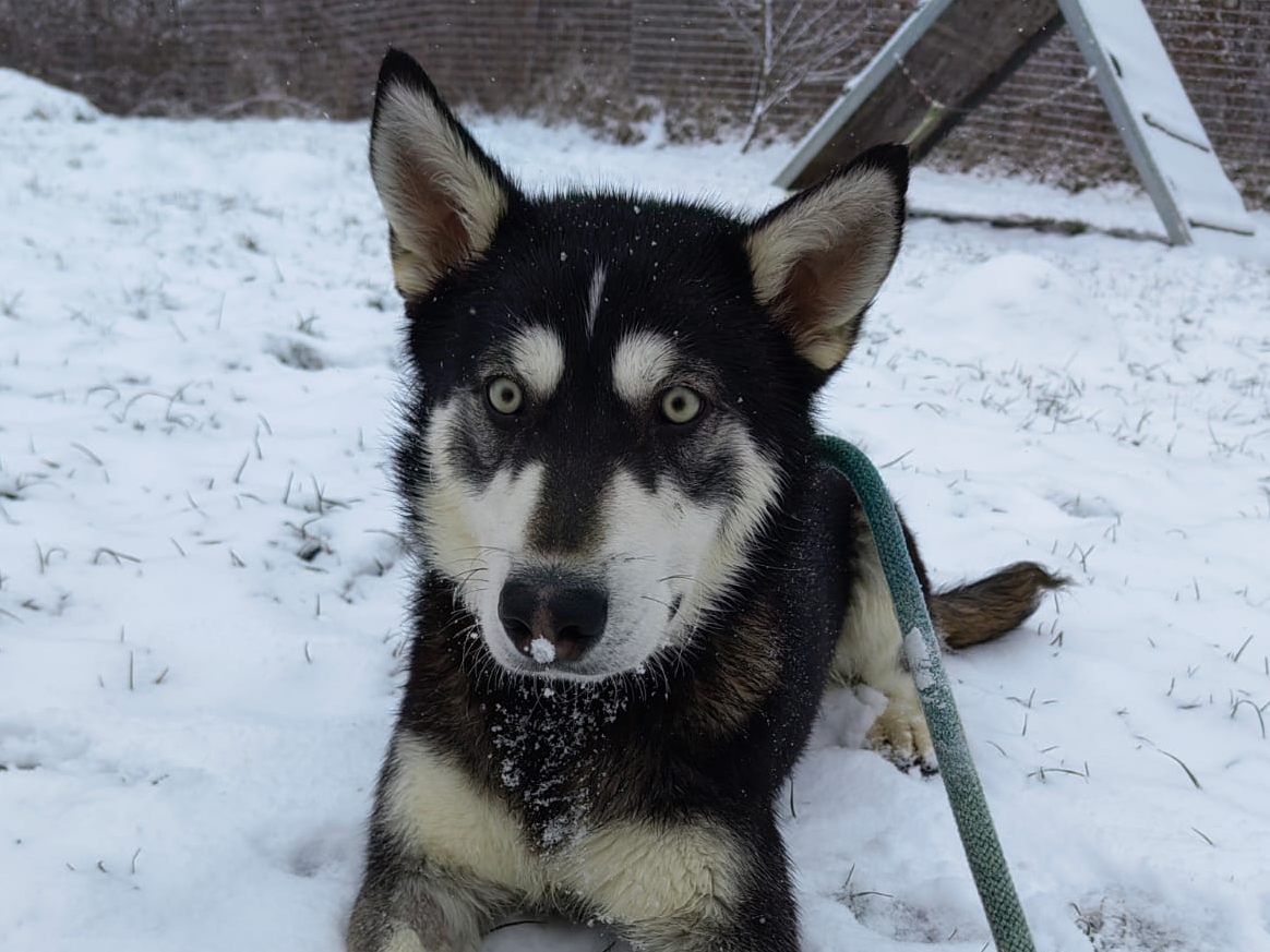 Husky "Asgard" ist schwer krank.
