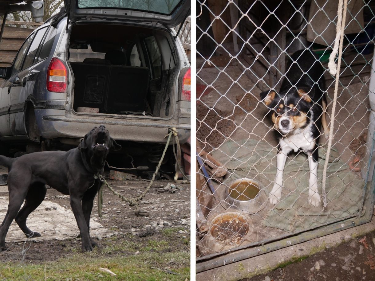 Illegale Hundehaltung in Vorarlberg Illegale Hundehaltung in Vorarlberg