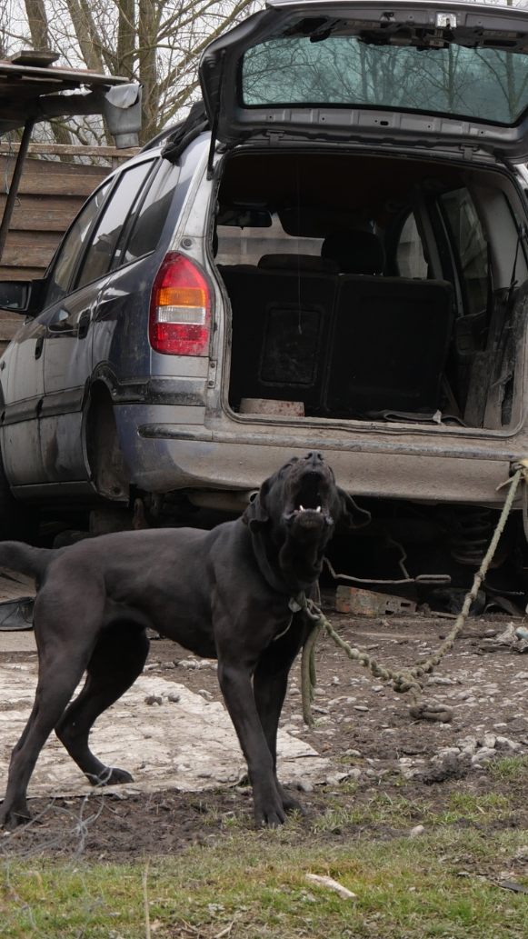 Illegale Hundehaltung in Vorarlberg