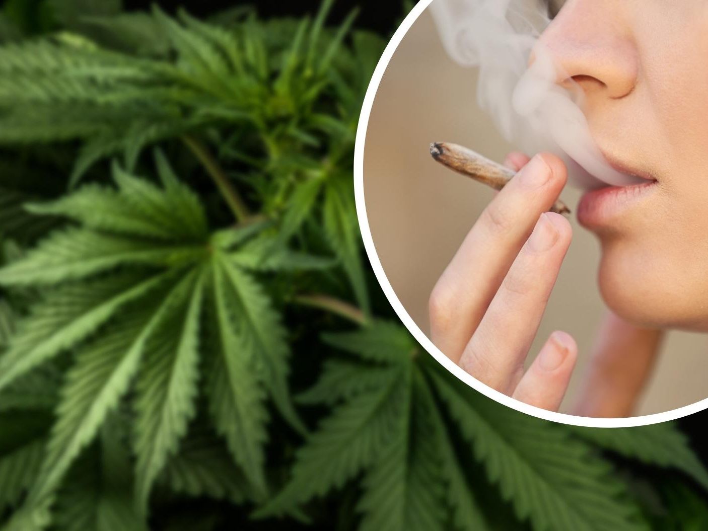 Dass häufiger Cannabiskonsum psychotische Erkrankungen, vor allem Schizophrenie, auslösen kann, ist seit langem bekannt. (Symbolbild) Dass häufiger Cannabiskonsum psychotische Erkrankungen, vor allem Schizophrenie, auslösen kann, ist seit langem bekannt. (Symbolbild)